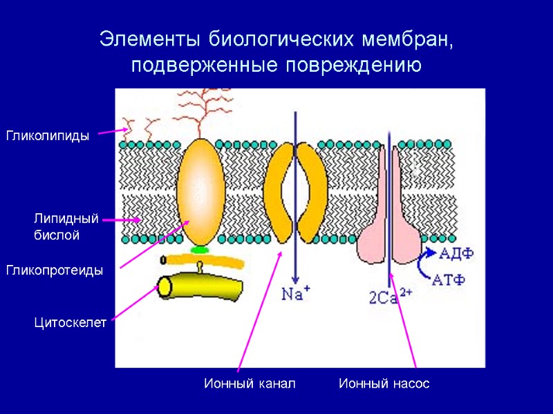Элементы биологических мембран, подверженные повреждению Липидный бислой Гликолипиды Гликопротеиды Цитоскелет Ионный канал Ионный насос